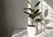 9 эффектных комнатных растений (одного хватит, чтобы изменить интерьер)