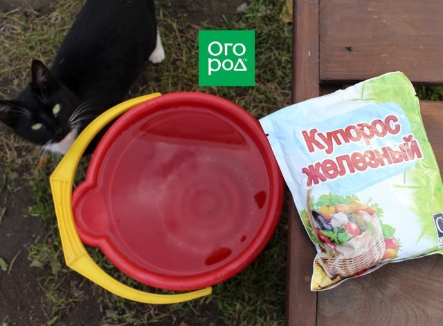 Чем опрыскать вишню от монилиоза осенью 