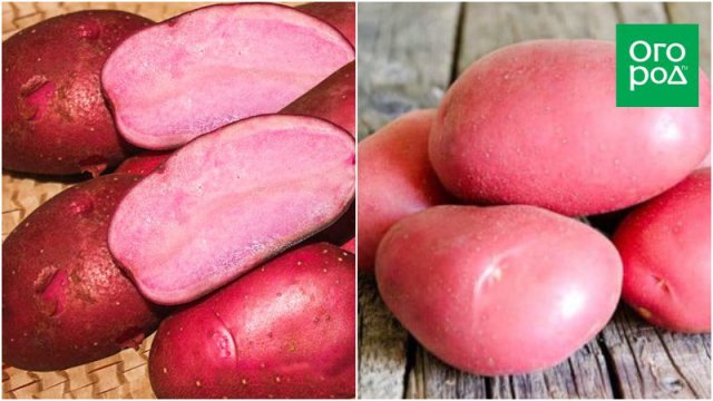 Самые яркие сорта картофеля: вкусно и красиво 