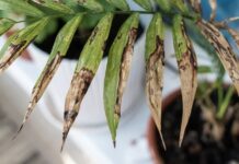 10 неочевидных причин, почему гибнут домашние растения