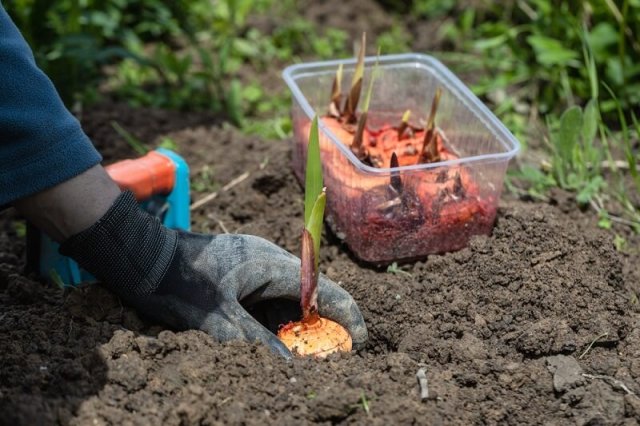 10 способов испортить малоуходный сад 