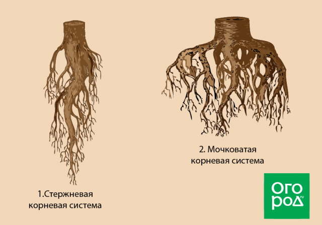 4 секрета монастырского сада – как вырастить деревья-долгожители 