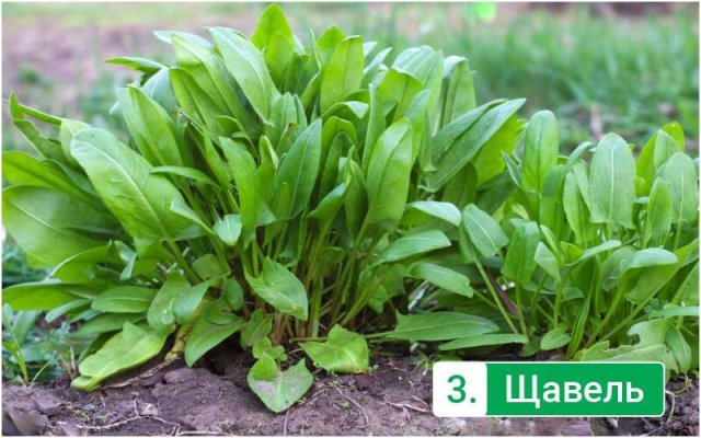 5 вкусных и полезных трав, которые стоит обязательно посадить на участке 