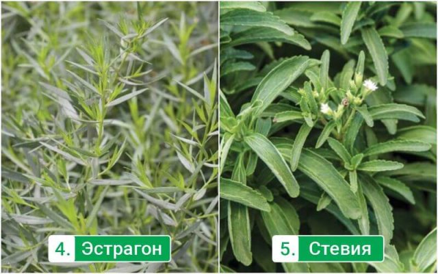 5 вкусных и полезных трав, которые стоит обязательно посадить на участке 