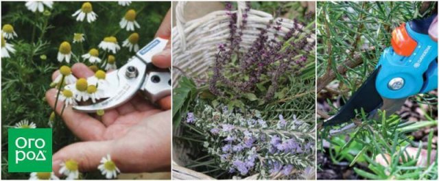 5 вкусных и полезных трав, которые стоит обязательно посадить на участке 