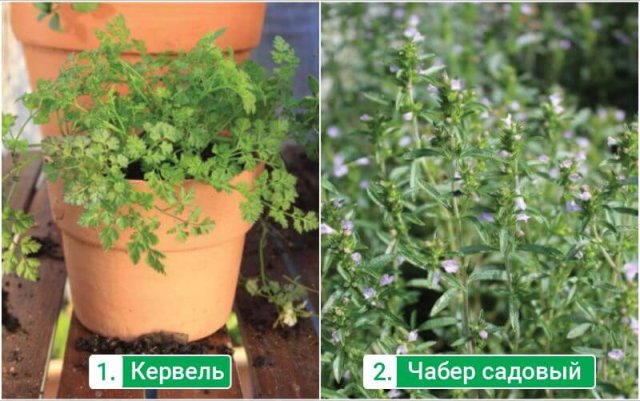 5 вкусных и полезных трав, которые стоит обязательно посадить на участке 