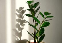 7 лучших первых комнатных растений для новичков