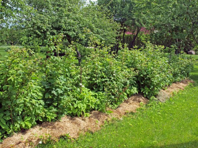 8 культурных растений-агрессоров, которые нужно держать в узде 