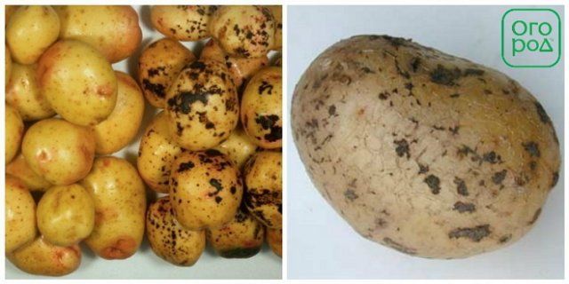Из-за чего в погребе гниет картофель – 6 самых опасных болезней 