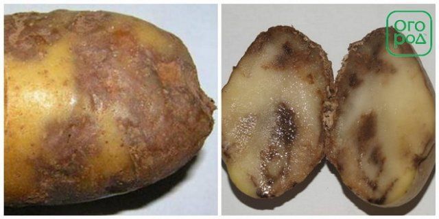 Из-за чего в погребе гниет картофель – 6 самых опасных болезней 