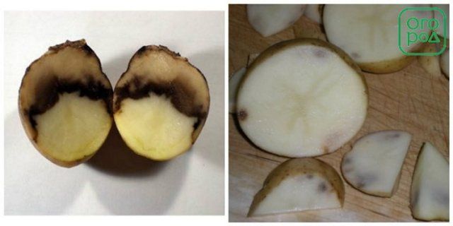 Из-за чего в погребе гниет картофель – 6 самых опасных болезней 