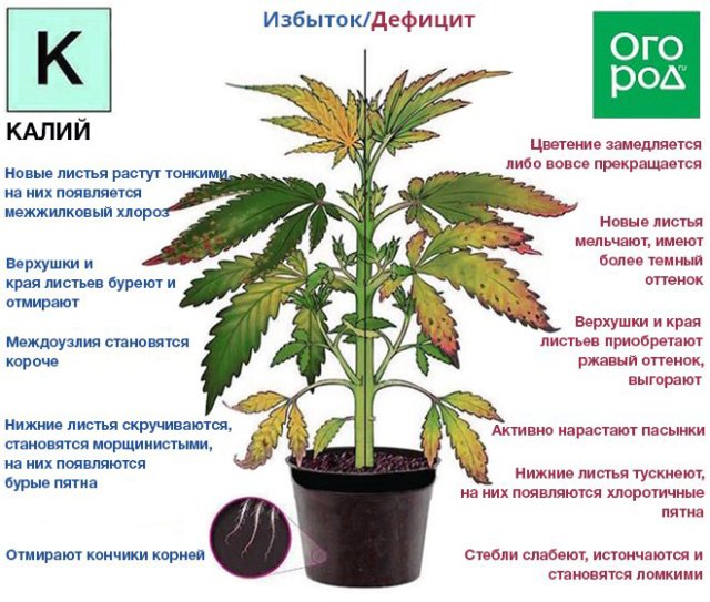 Калимаг – что за удобрение и как им пользоваться 