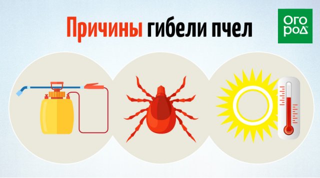 Куда пропали пчелы и как это отразится на наших участках 