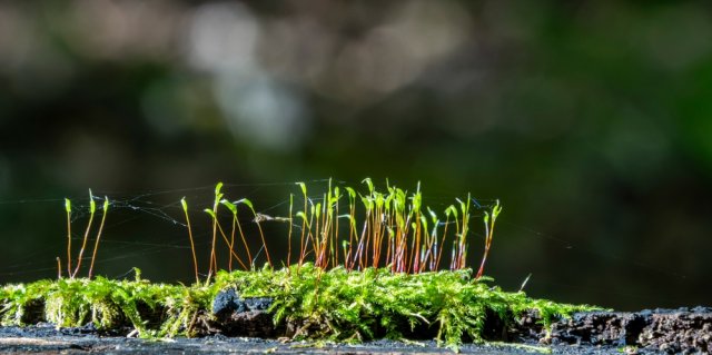 Растения-индикаторы кислой почвы: 10 культур, которые говорят об опасности 