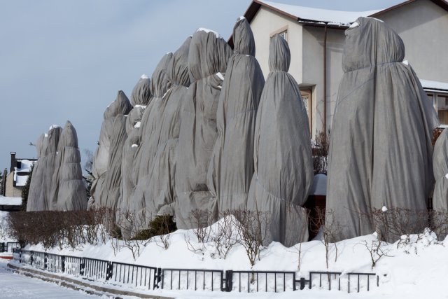 Секреты идеальной живой изгороди 
