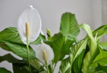 Уберите их! 7 растений, которых не должно быть в спальне