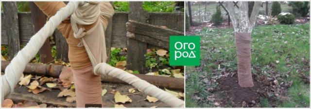 В сад повадились зайцы – что делать? 