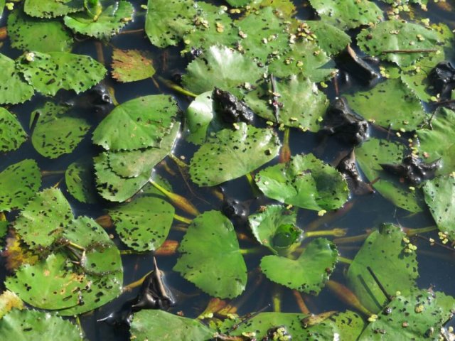 Водяной орех: как выращивать необычное съедобное растение 