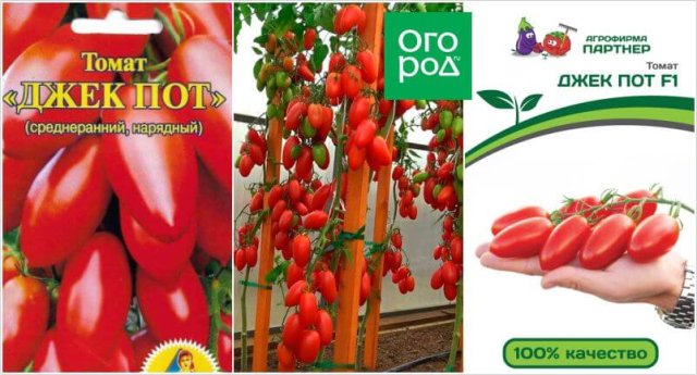 20 самых урожайных сортов томатов по итогам 2023 года 