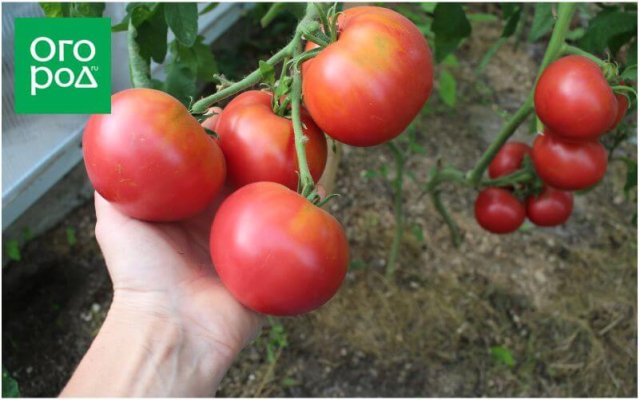 20 самых урожайных сортов томатов по итогам 2023 года 