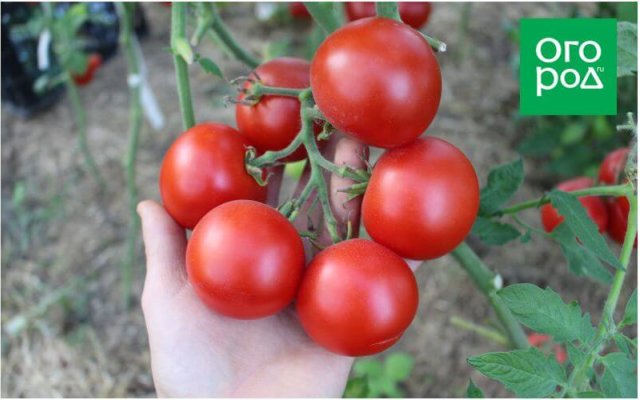 20 самых урожайных сортов томатов по итогам 2023 года 