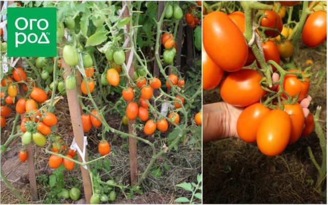 20 самых урожайных сортов томатов по итогам 2023 года 