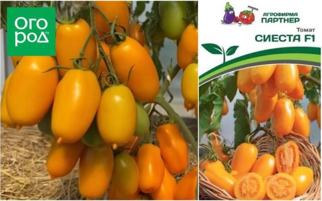 20 самых урожайных сортов томатов по итогам 2023 года 