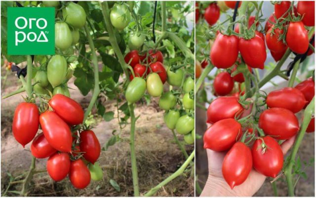20 самых урожайных сортов томатов по итогам 2023 года 