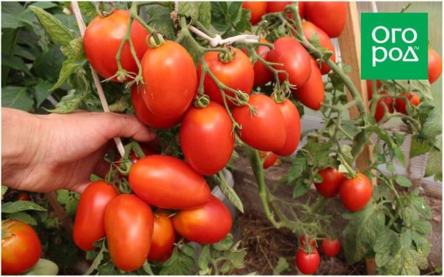 20 самых урожайных сортов томатов по итогам 2023 года 