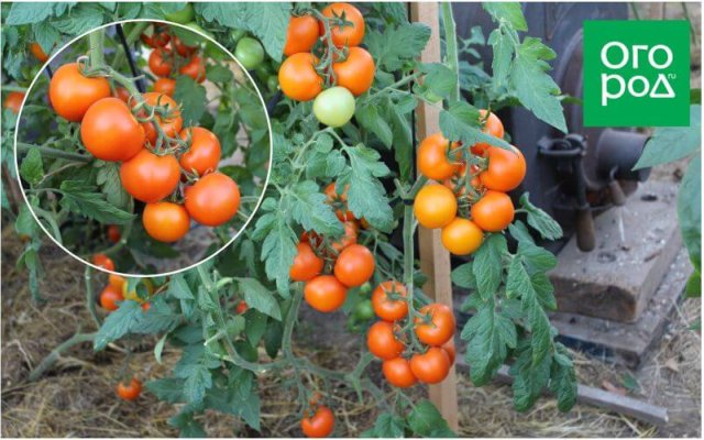 20 самых урожайных сортов томатов по итогам 2023 года 