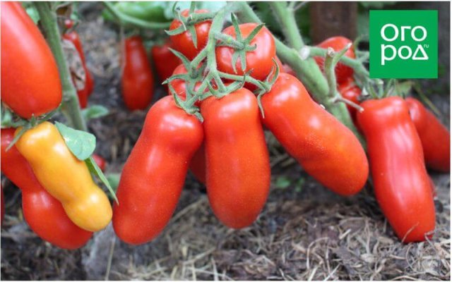 20 самых урожайных сортов томатов по итогам 2023 года 