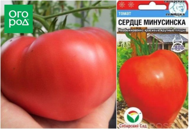 20 самых урожайных сортов томатов по итогам 2023 года 