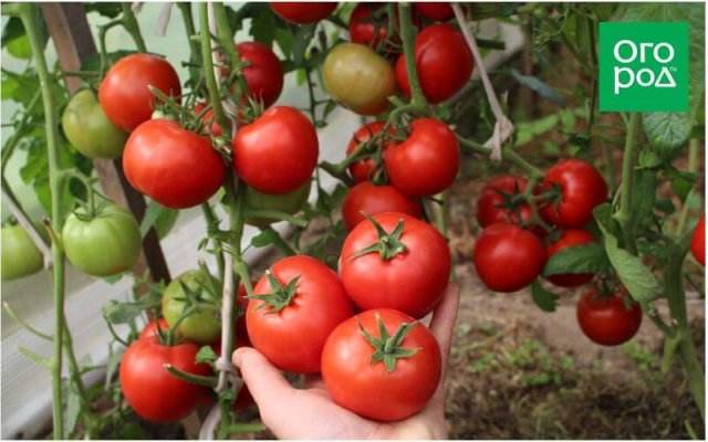 20 самых урожайных сортов томатов по итогам 2023 года 