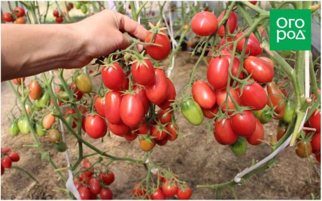 20 самых урожайных сортов томатов по итогам 2023 года 