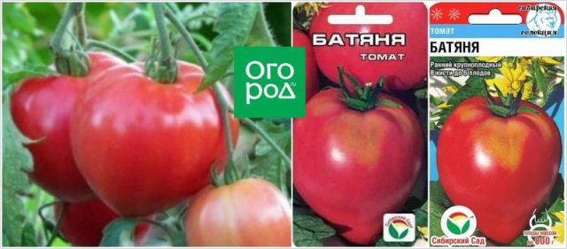 20 самых урожайных сортов томатов по итогам 2023 года 