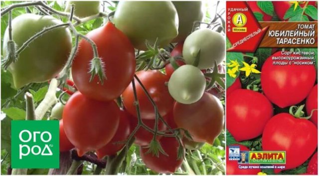 20 самых урожайных сортов томатов по итогам 2023 года 