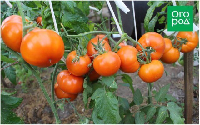 20 самых урожайных сортов томатов по итогам 2023 года 