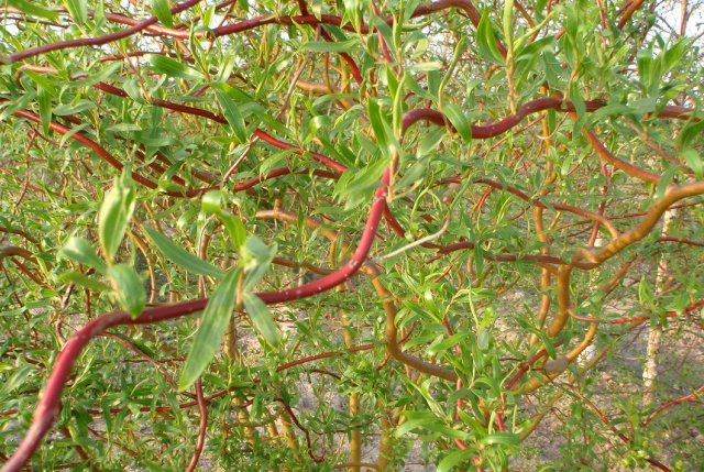 7 декоративных растений с необычными стволами и ветвями
