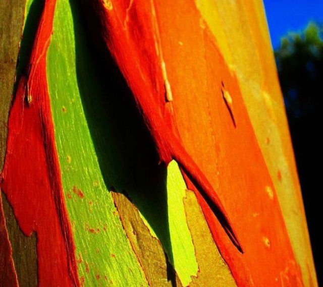 7 декоративных растений с необычными стволами и ветвями