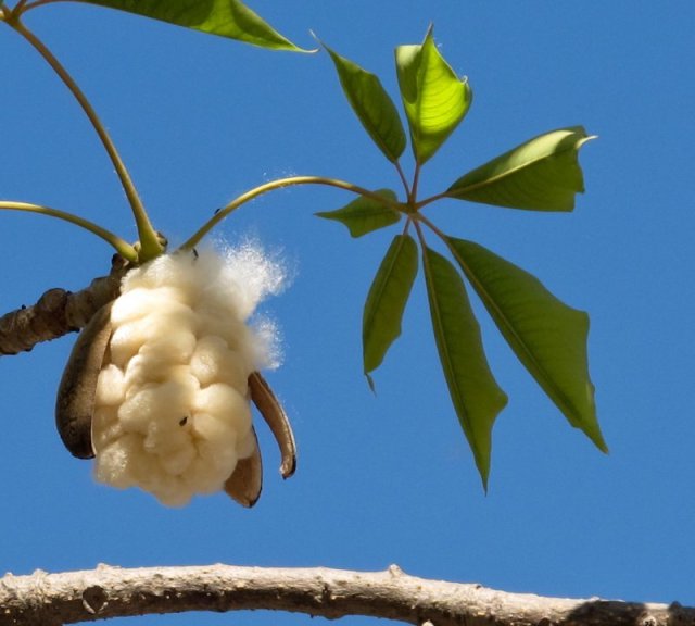 7 декоративных растений с необычными стволами и ветвями