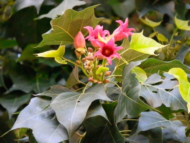 7 декоративных растений с необычными стволами и ветвями