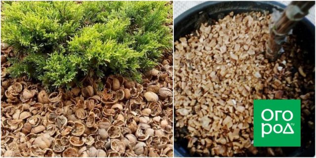 Как использовать скорлупу орехов на даче и дома 