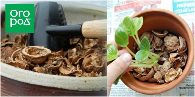 Как использовать скорлупу орехов на даче и дома 
