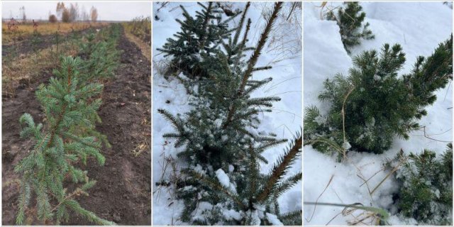 Новогодняя елка в контейнере: как выбрать и пересадить 