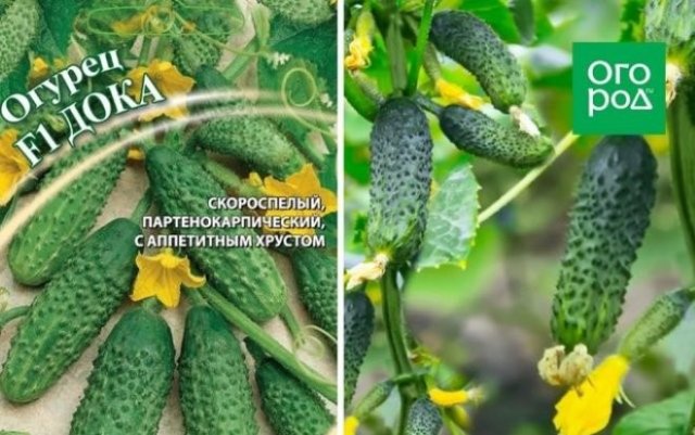 Овощи и фрукты без семян – как они появились и как размножаются 