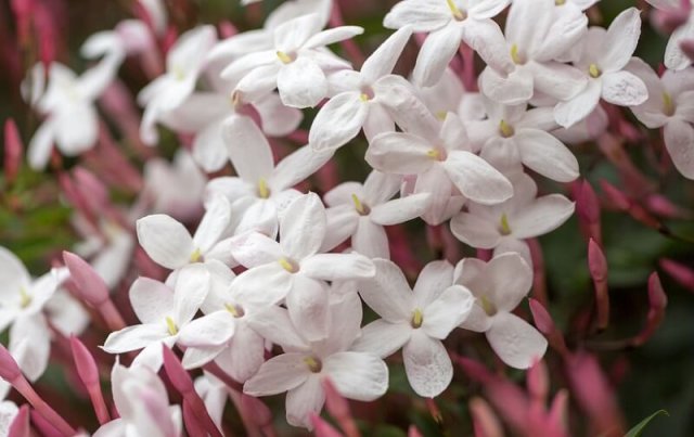 10 вещей, которые вам никто не расскажет о лозах 