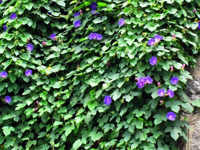 10 вещей, которые вам никто не расскажет о лозах 