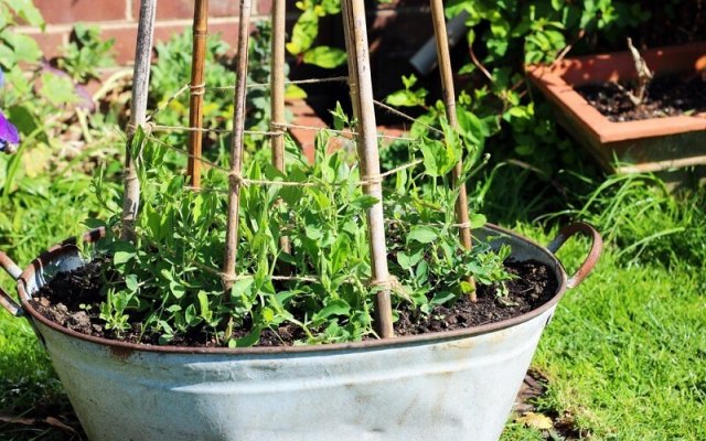 10 вещей, которые вам никто не расскажет о лозах 