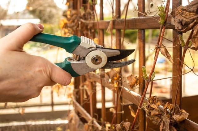 10 вещей, которые вам никто не расскажет о лозах 