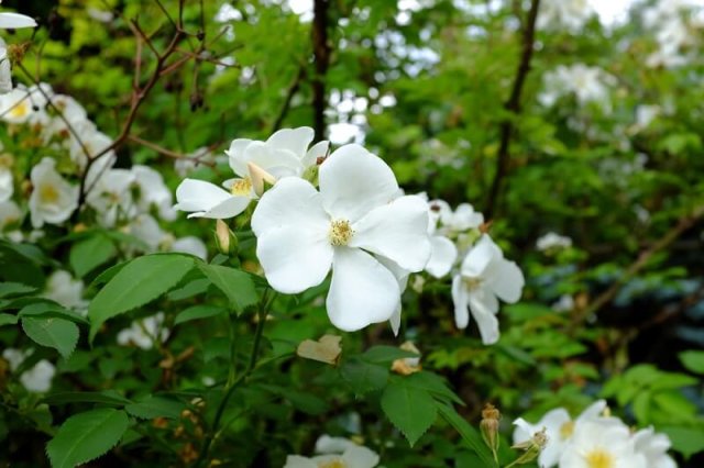 10 вещей, которые вам никто не расскажет о лозах 